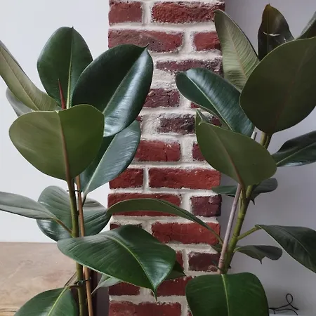 Charmante Maison Proche De Toutes Commodites Vakantiehuis Croix